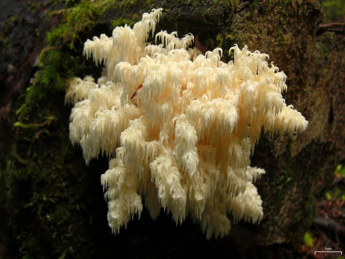 Image of Hericium flagellum (Scop.) Pers. 1797