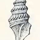 Image of Paracomitas augusta (Murdoch & Suter 1906)