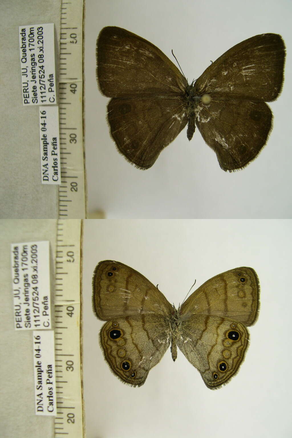 Imagem de Euptychia harmonia Butler 1866