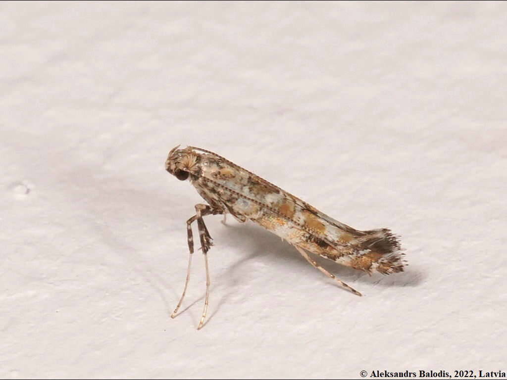 Image of privet leaf miner