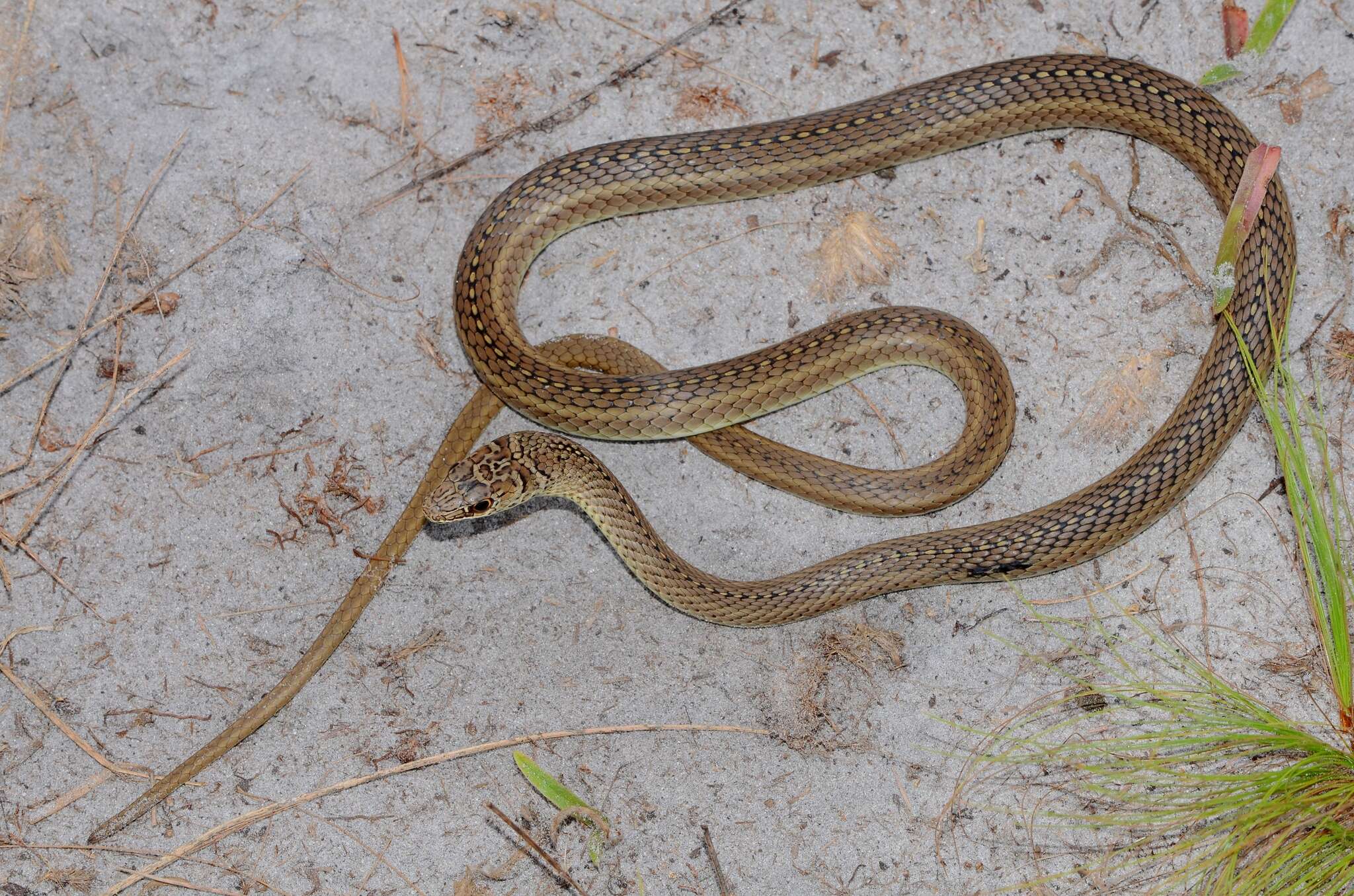 Imagem de Psammophis mossambicus Peters 1882