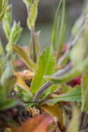 Image of alpine rockcress