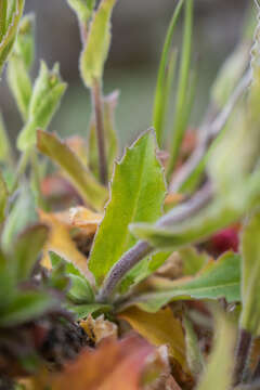 Image of alpine rockcress