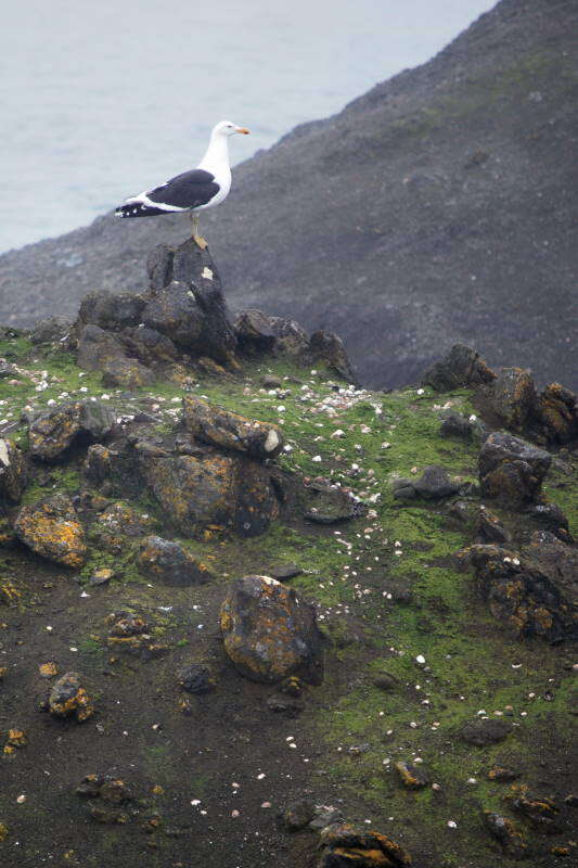 Image of Kelp Gull