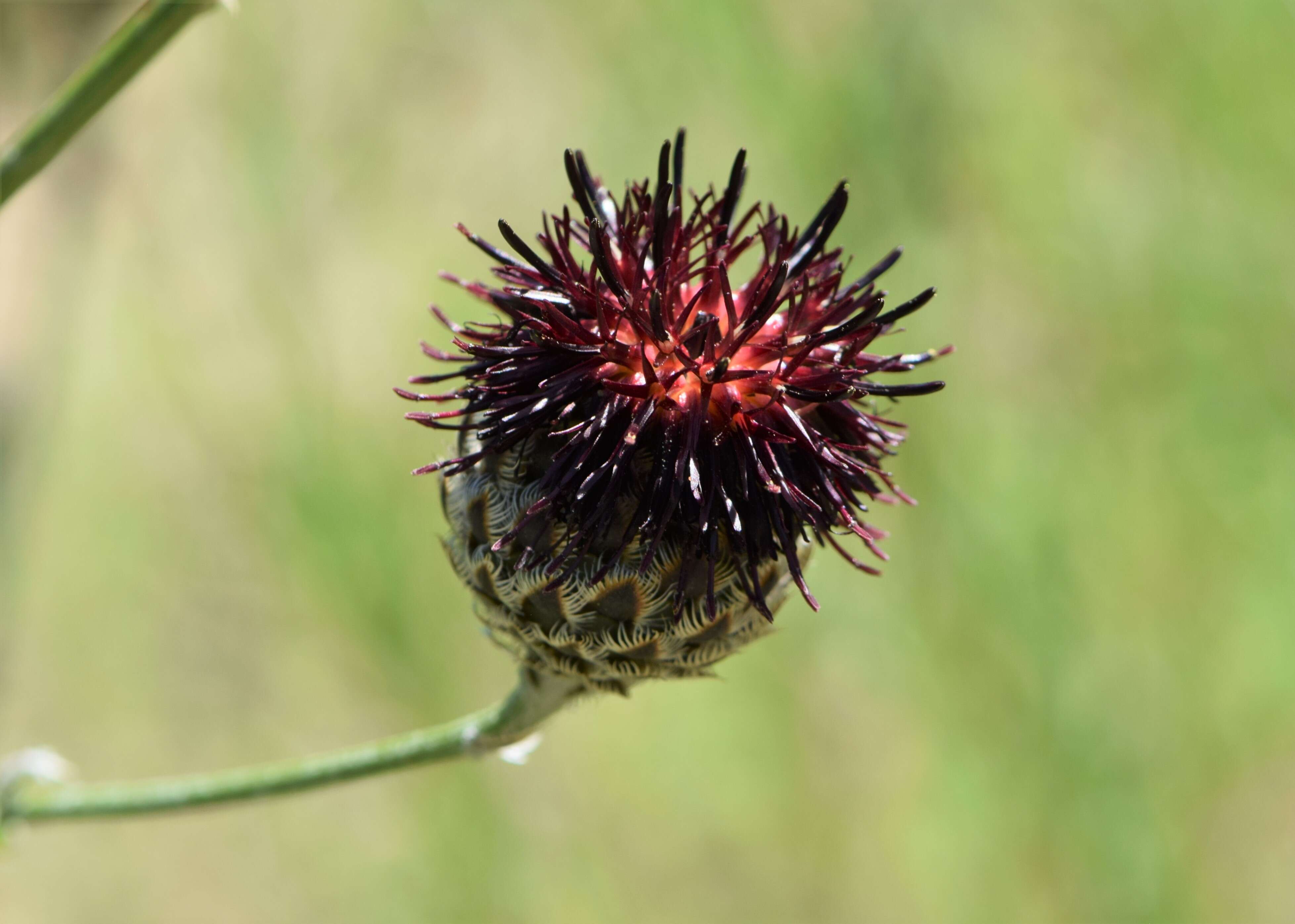 Image of Centaurea atropurpurea Olivier