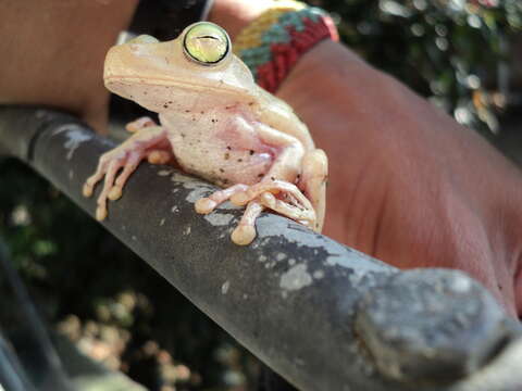 Image of Boana platanera