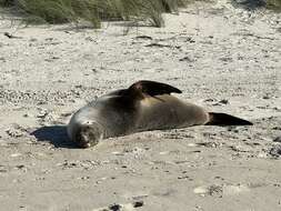 Image of New Zealand sea lion