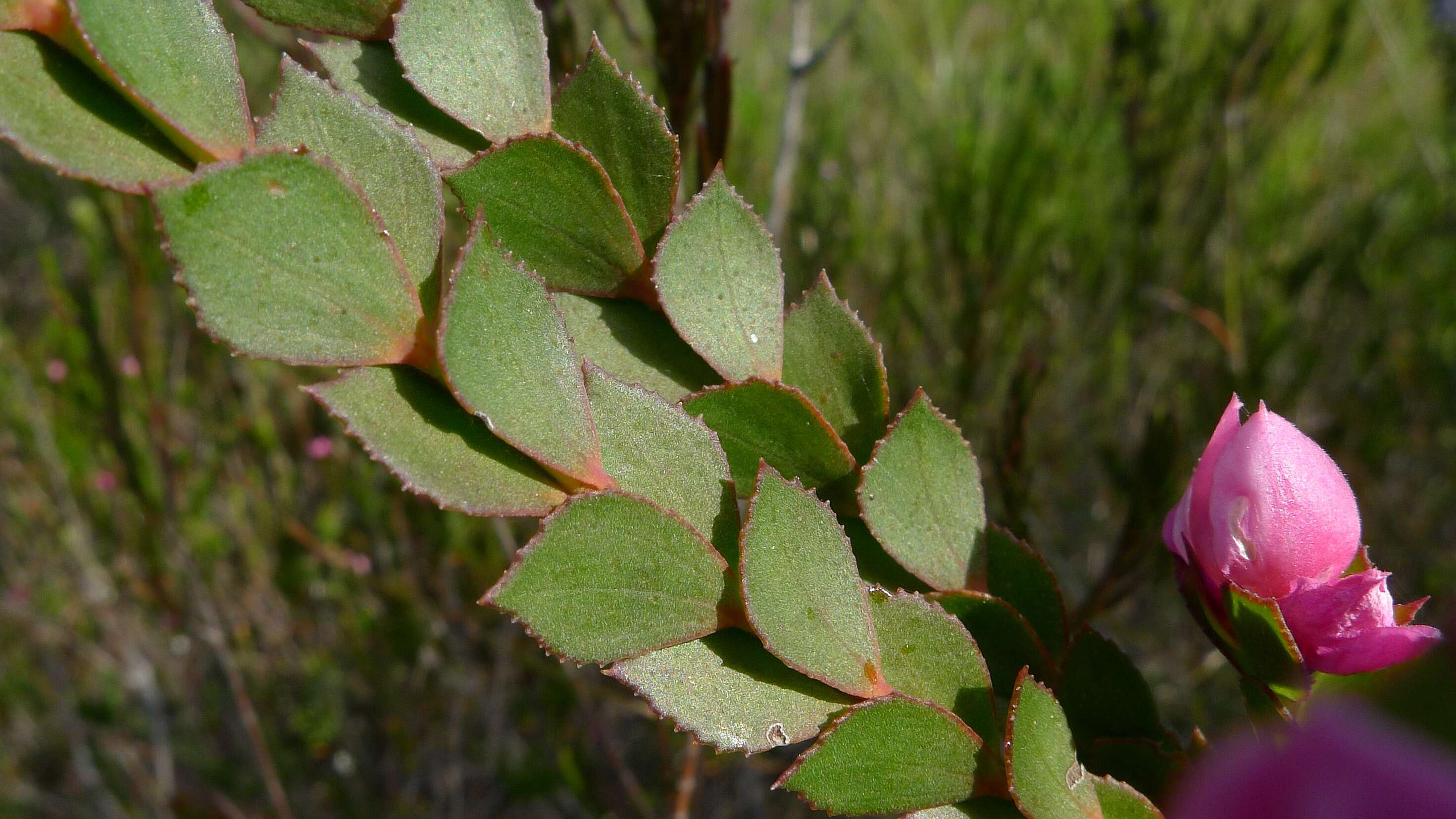 Image of Australian Native Rose