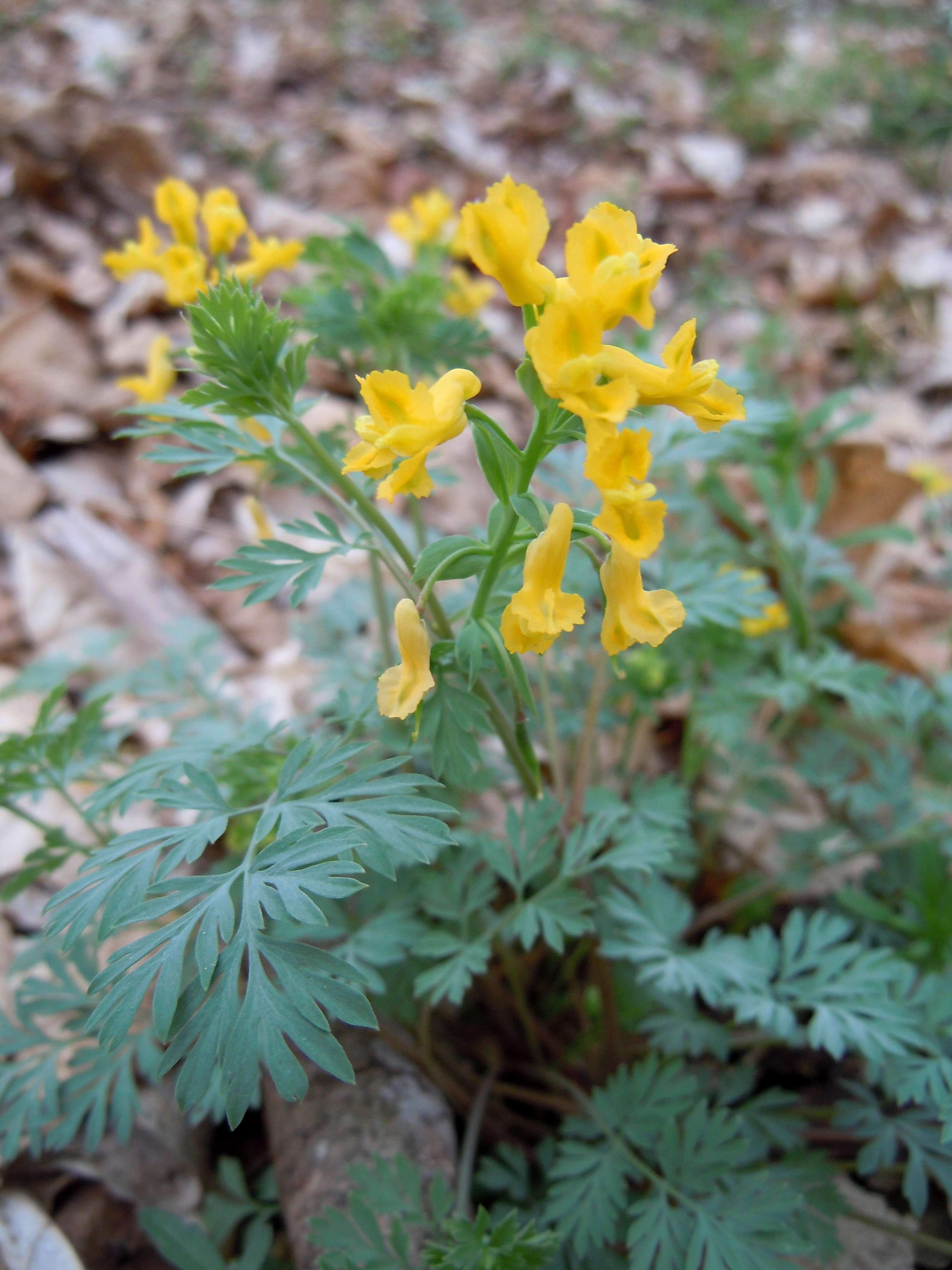 Image of smallflower fumewort