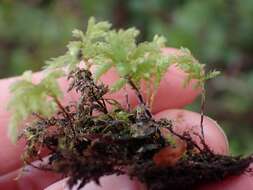 Image of leucolepis umbrella moss