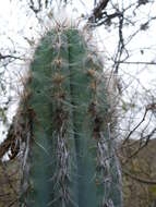 Pilosocereus quadricentralis (E. Y. Dawson) Backeb. resmi