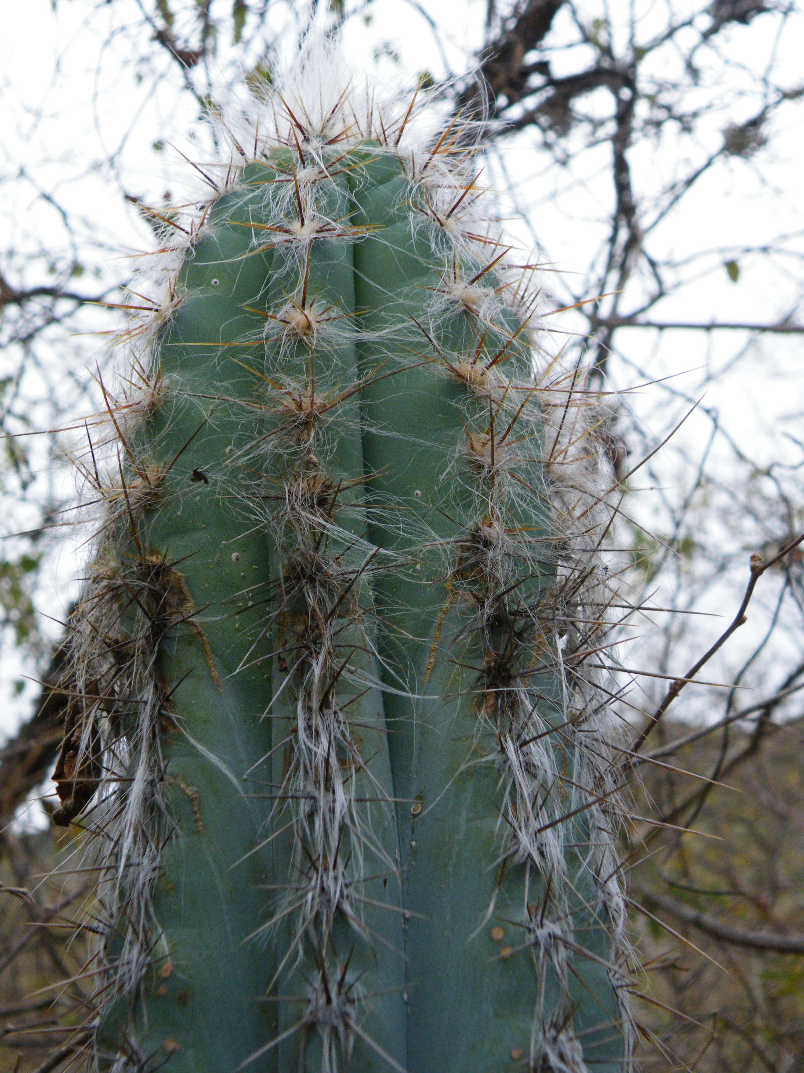 Pilosocereus quadricentralis (E. Y. Dawson) Backeb. resmi