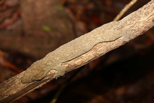 Image of New Caledonia Giant Gecko