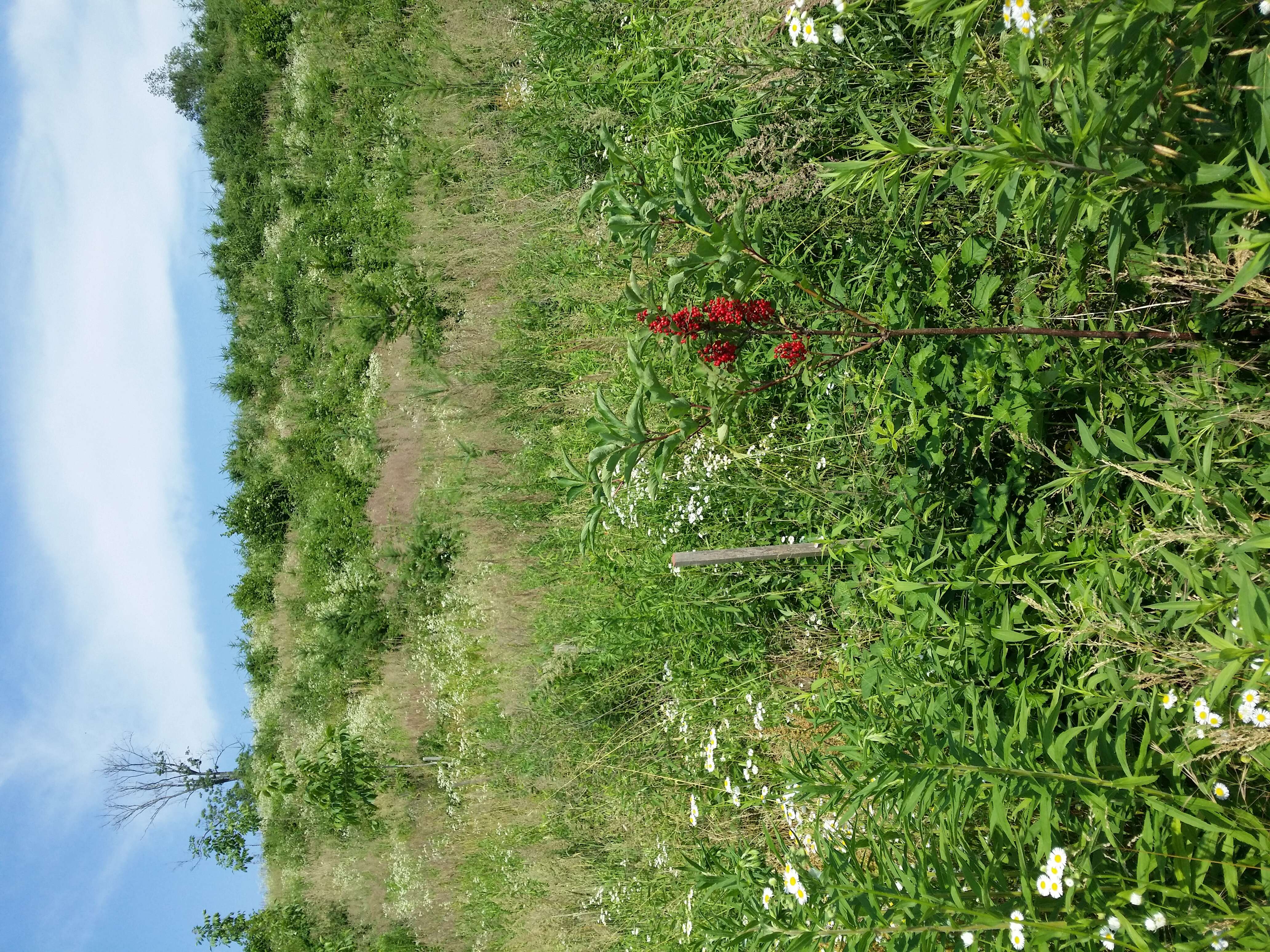 Imagem de Sambucus racemosa L.