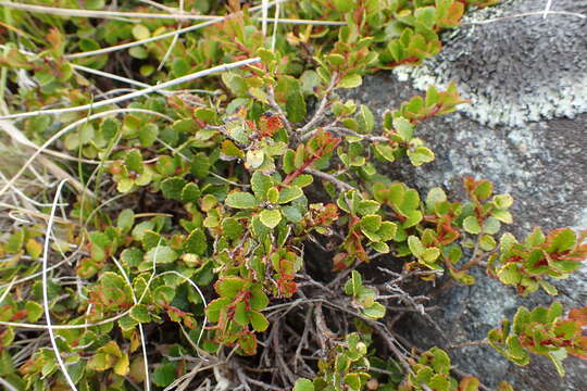 Image of Gaultheria depressa Hook. fil.