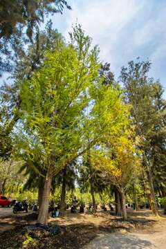 Image of Mexican Cypress