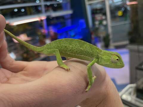 Image of Senegal Chameleon