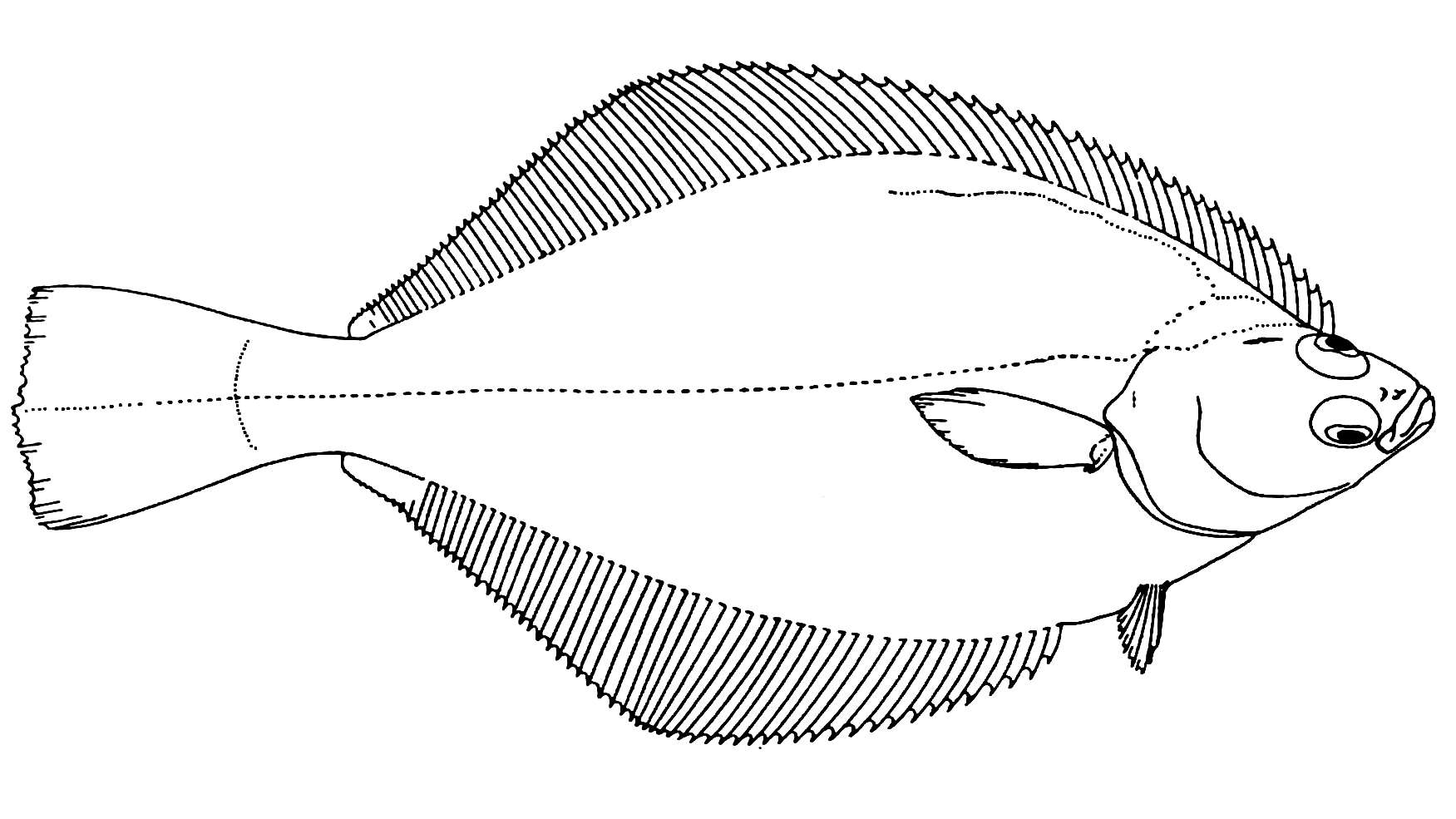 Image of Parophrys