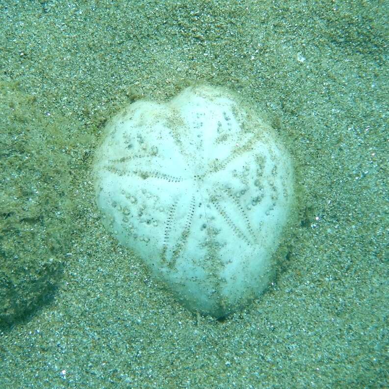 Image of purple heart urchin