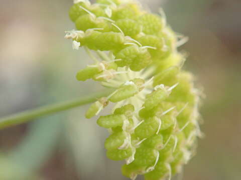 Image of Trachymene ochracea L. A. S. Johnson