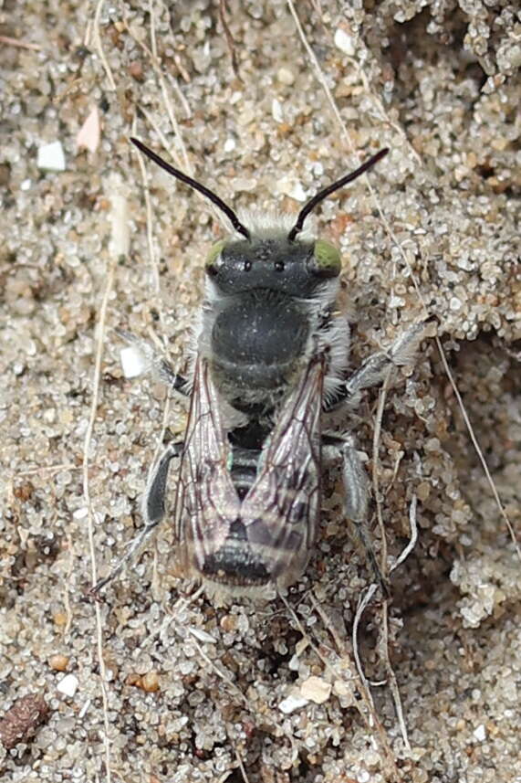 Image de Megachile leachella Curtis 1828