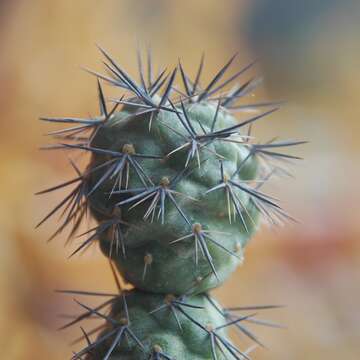 Image of Tephrocactus alexanderi (Britton & Rose) Backeb.