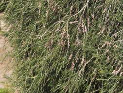 Image of dotted melaleuca