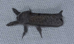 Image of Pine Carpenterworm Moth