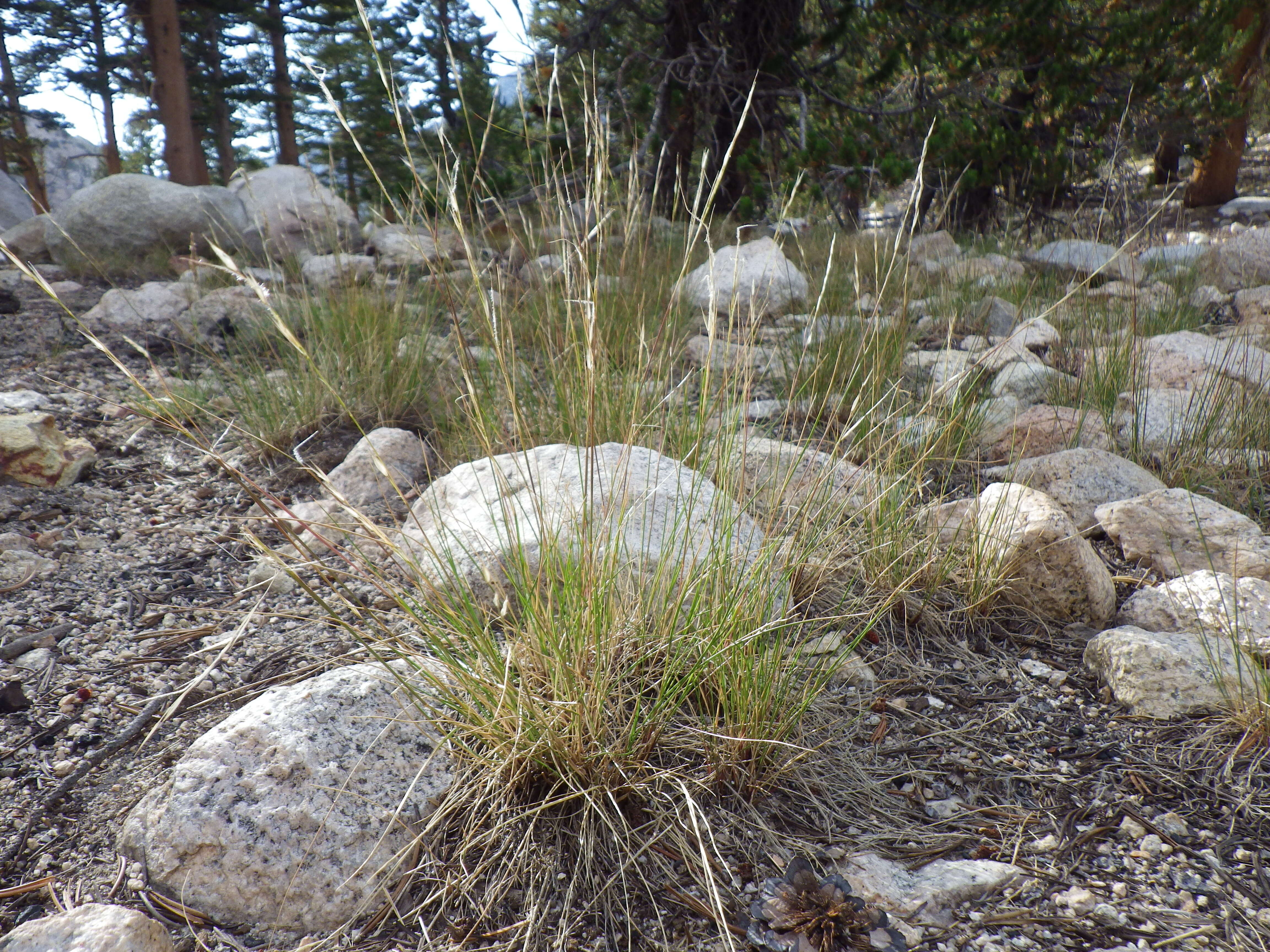 Image of western needlegrass