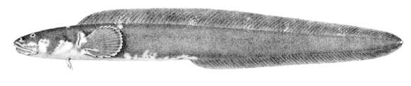 Image of Austrolycus