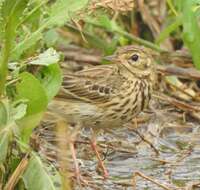 Image of Tree Pipit