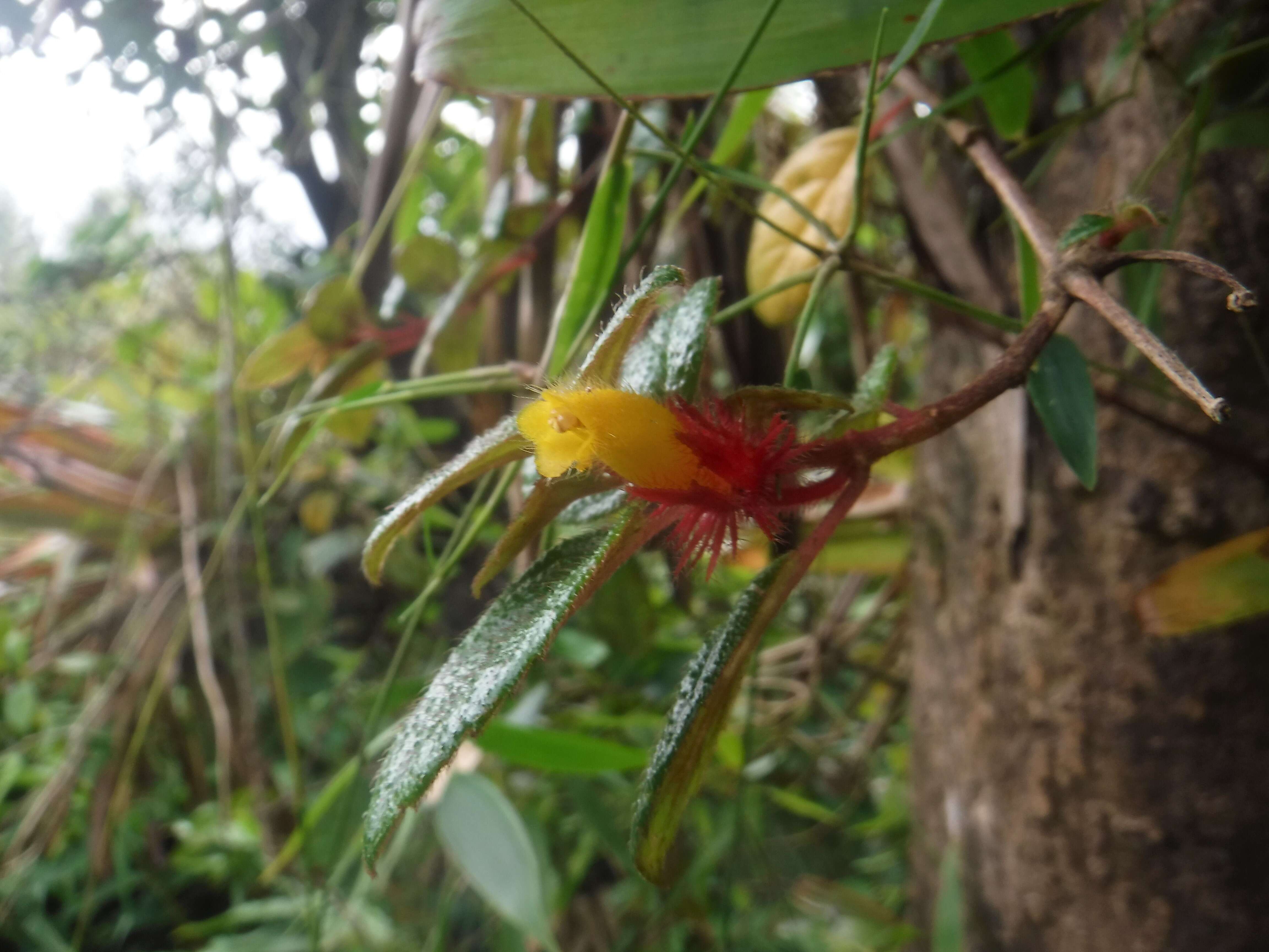 Image of Columnea domingensis (Urb.) B. D. Morley