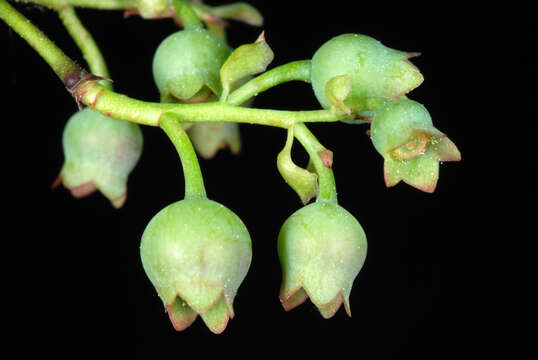 Image of Blue Ridge blueberry