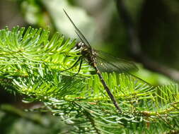 Image of Forcipate Emerald