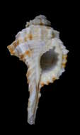 Image of Ranularia exilis