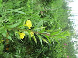 Imagem de Oenothera biennis L.