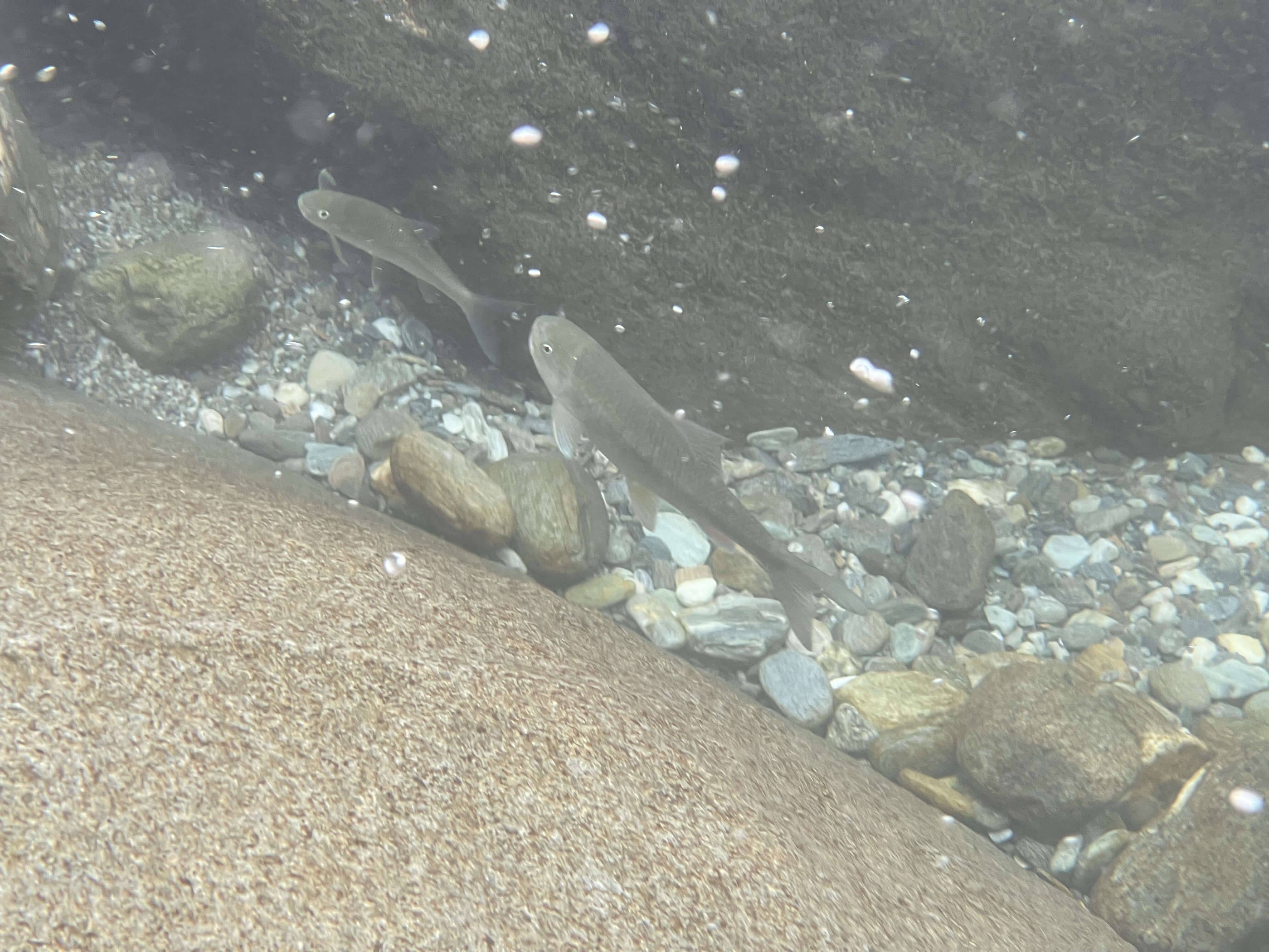 Image of Deep-body shovelnose minnow