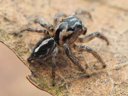 صورة Habronattus trimaculatus Bryant 1945