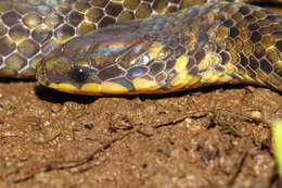 Image of Xylophis mosaicus