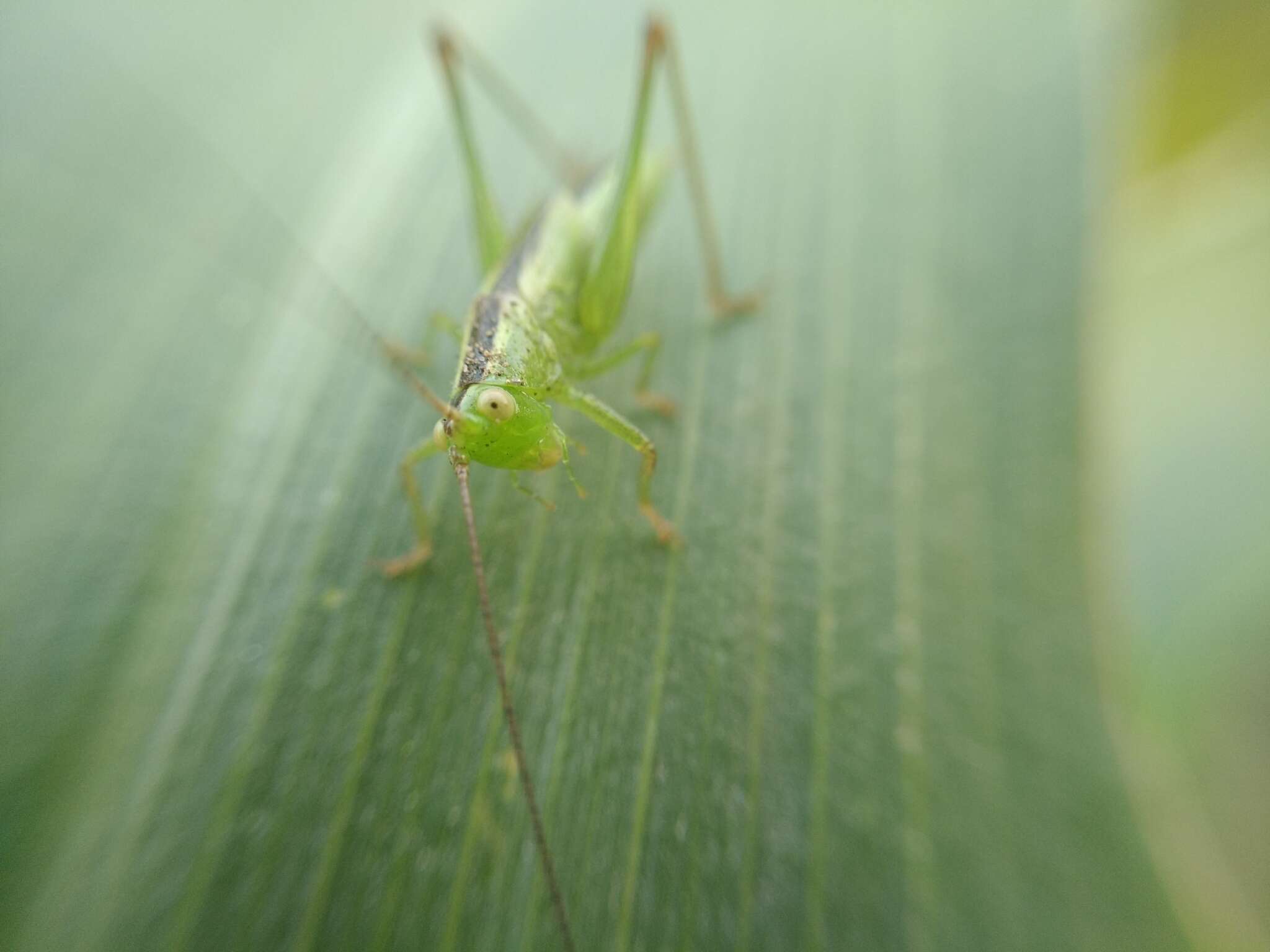 Image of Long-winged conehead