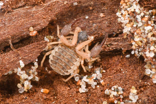 Image of Anchigarypus californicus (Banks 1909)