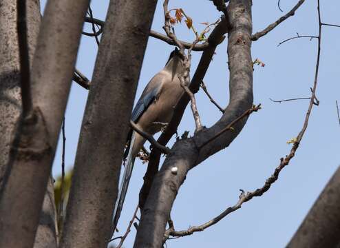 Image of Azure-winged Magpie