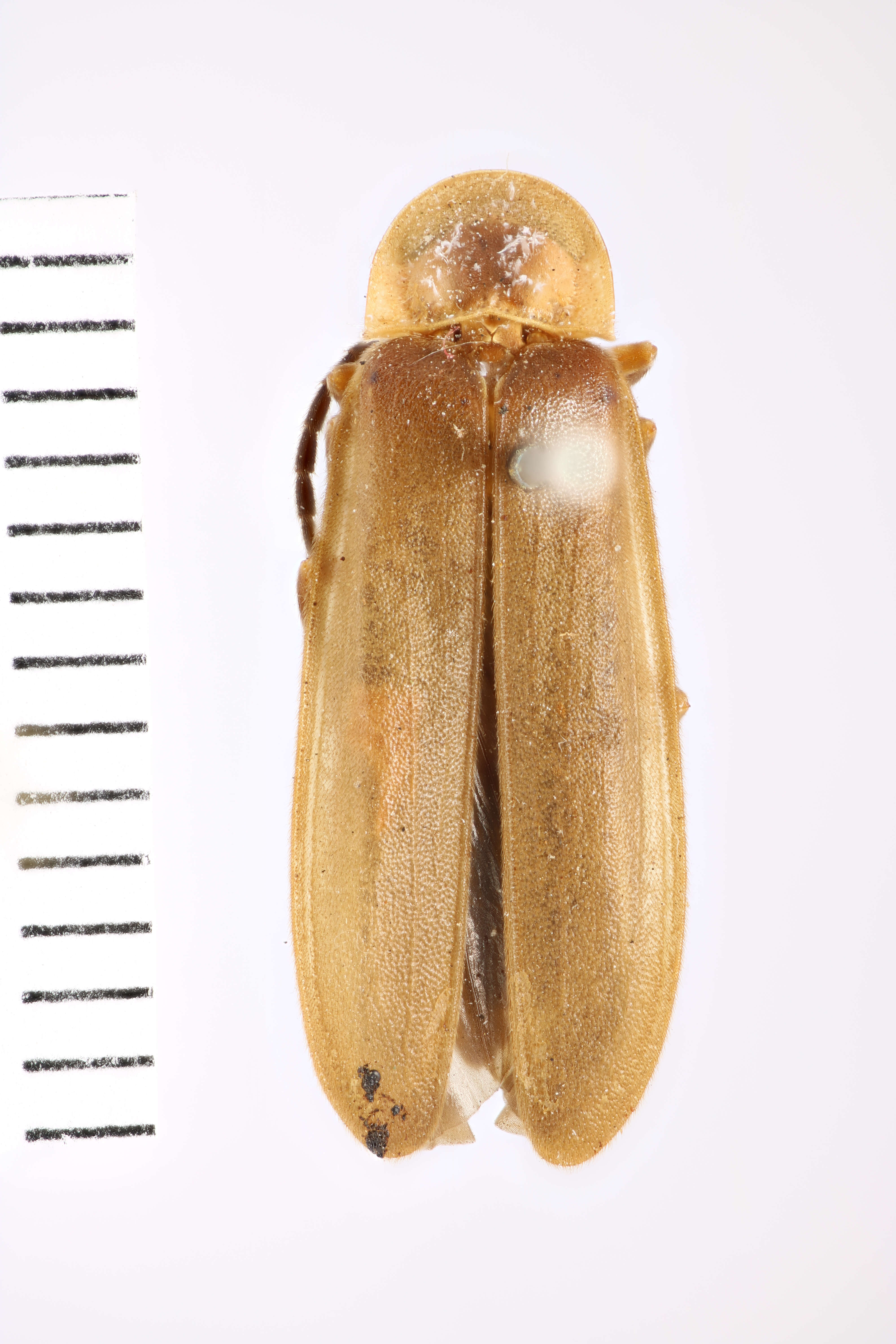 Image of Photinus