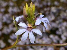 Слика од Scaevola thesioides Benth.