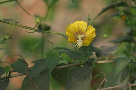 Imagem de Abutilon persicum (Burm. fil.) Merr.