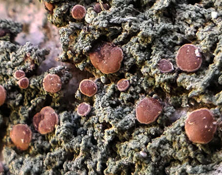 Image of dotted lichen