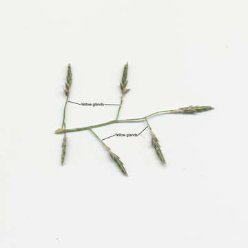 Image of Australian lovegrass