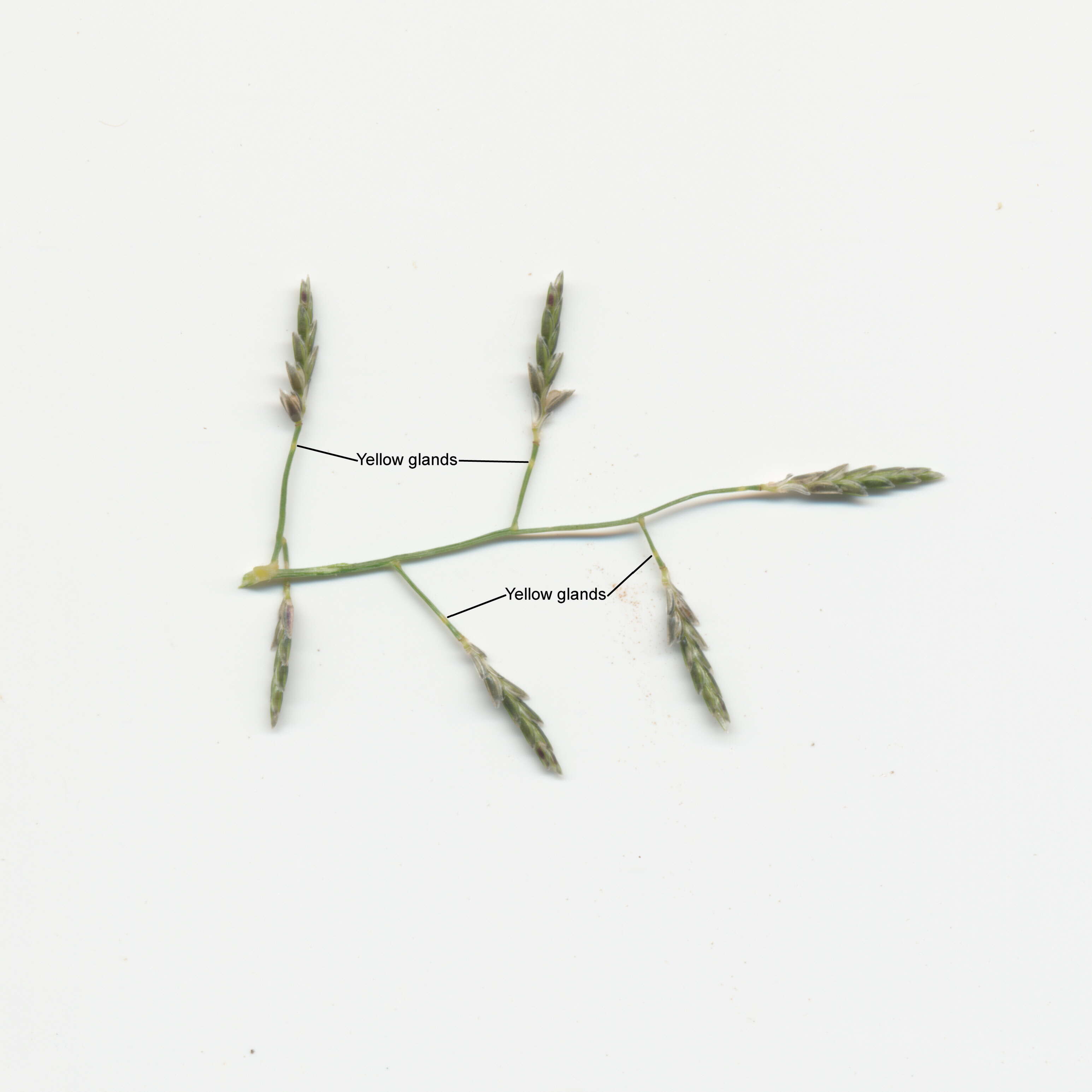 Image of Australian lovegrass