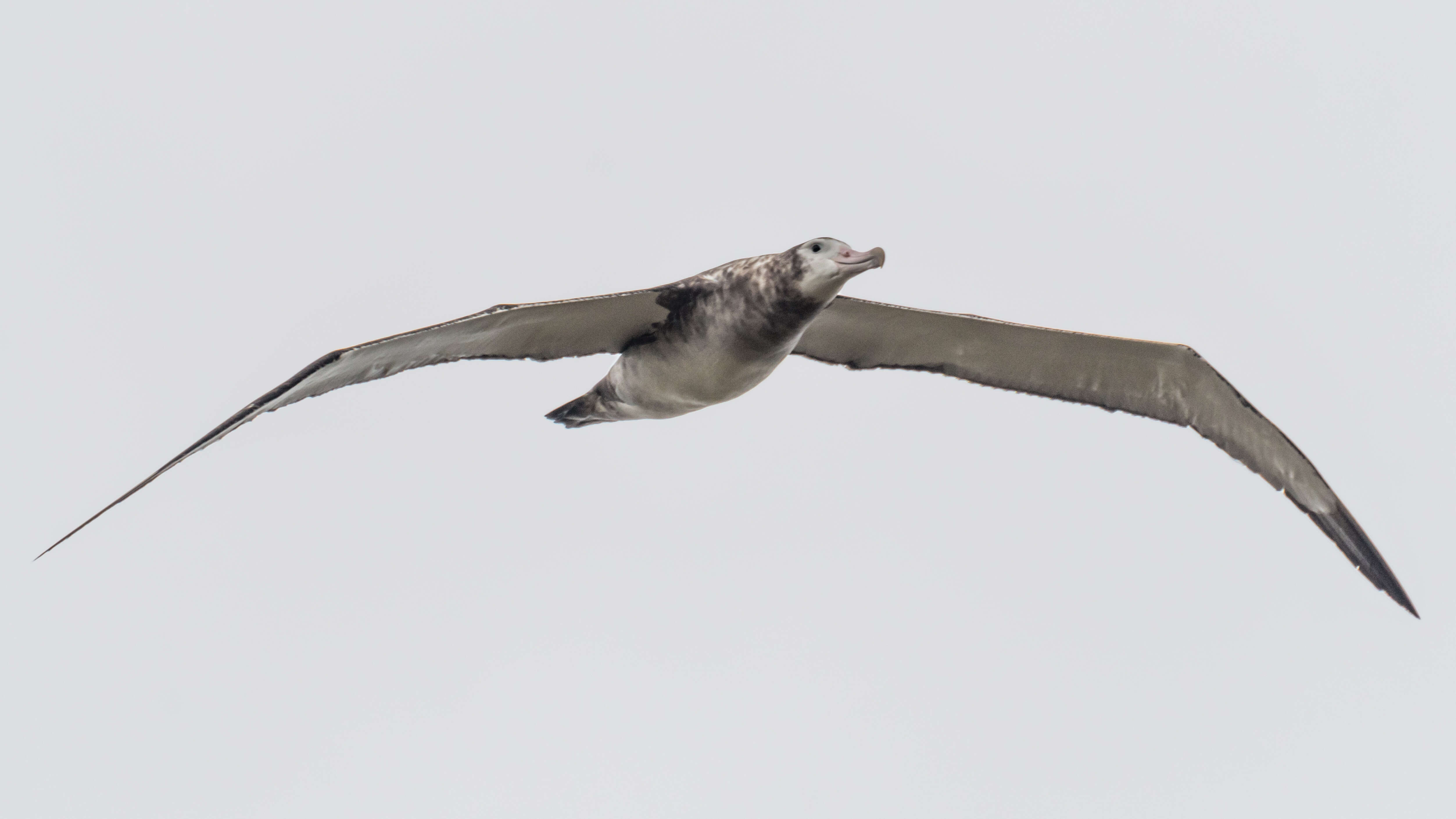 Amsterdam albatrosu resmi