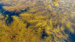 Слика од Sargassum horneri